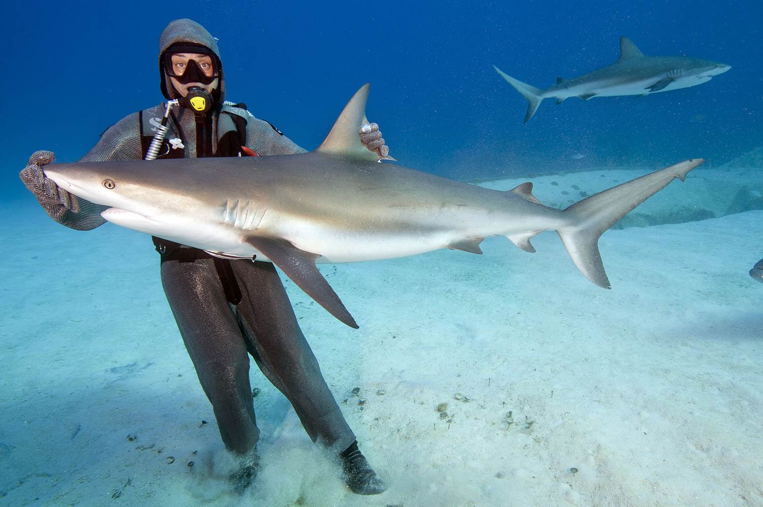 10 самых опасных акул, убивающих людей