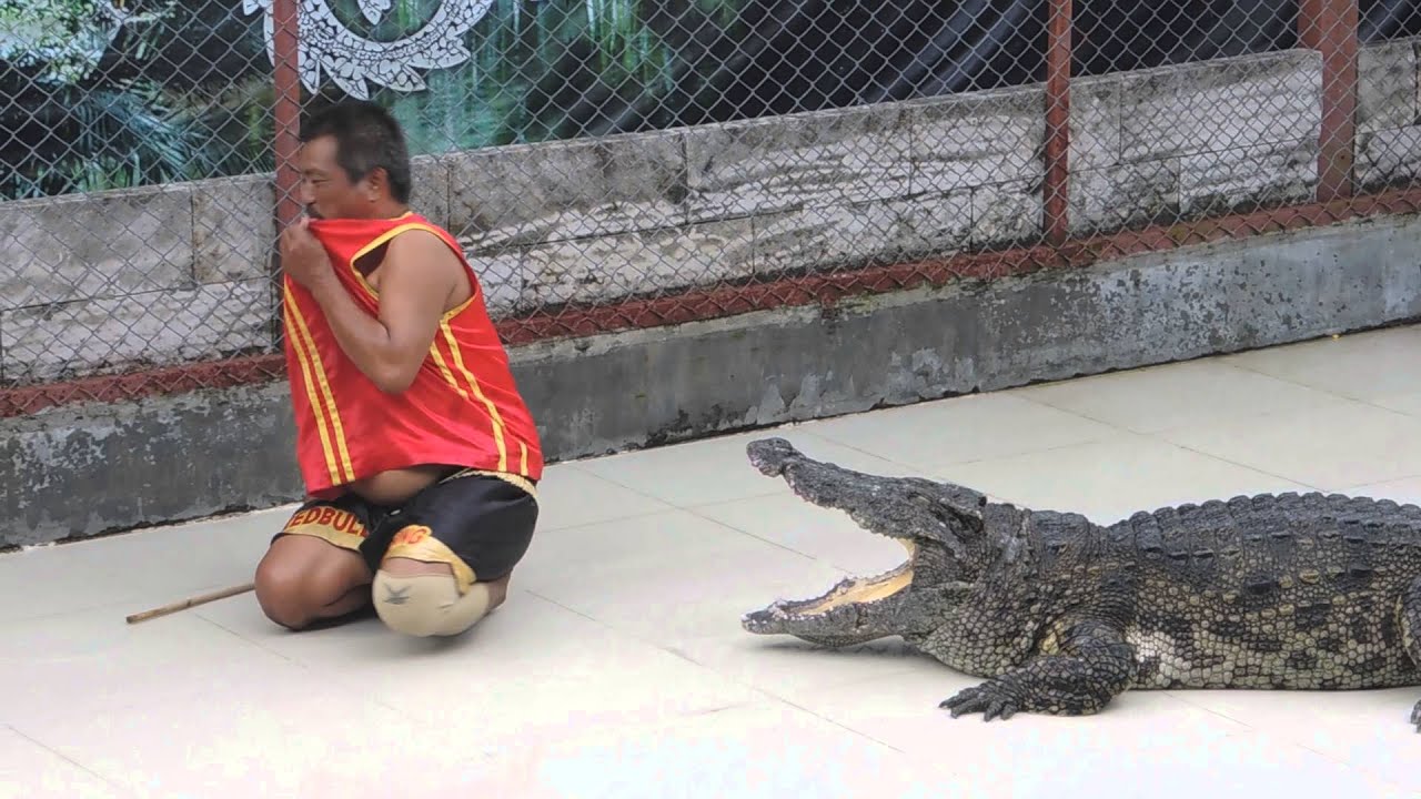 Нападения крокодилов на людей в водах бангкока.