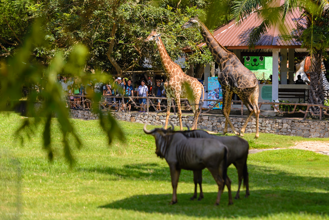 Открытый зоопарк кхао кхео