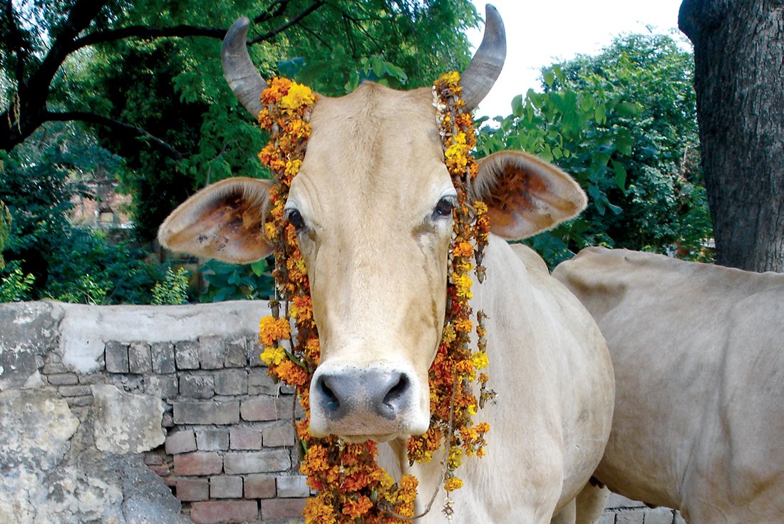 Поклонение священному животному: корова в индуизме