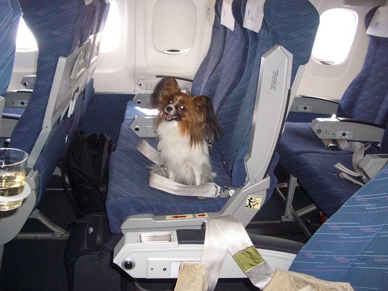 Правила перевозки животных в самолете «аэрофлот»