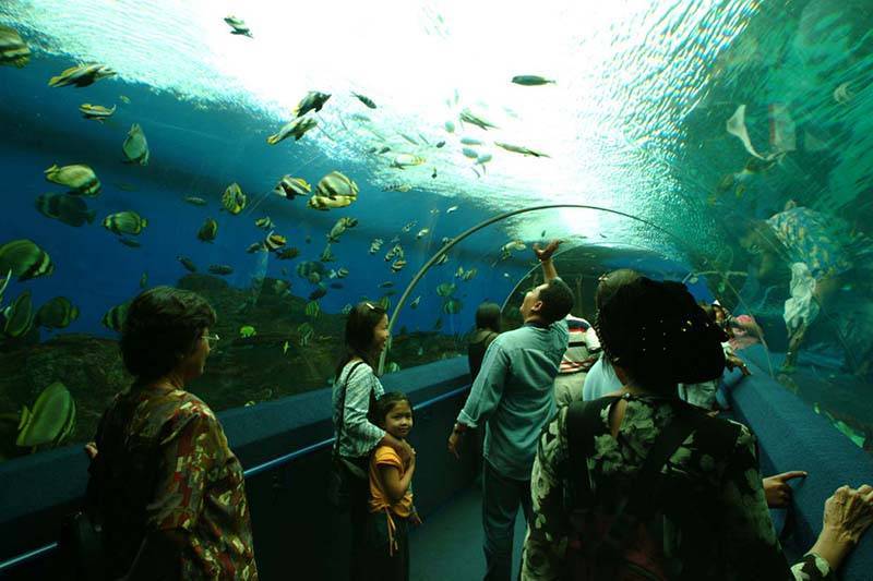 Океанариум подводный мир, паттайя (таиланд): история, фото, как добраться, адрес
на карте и время работы в 2023