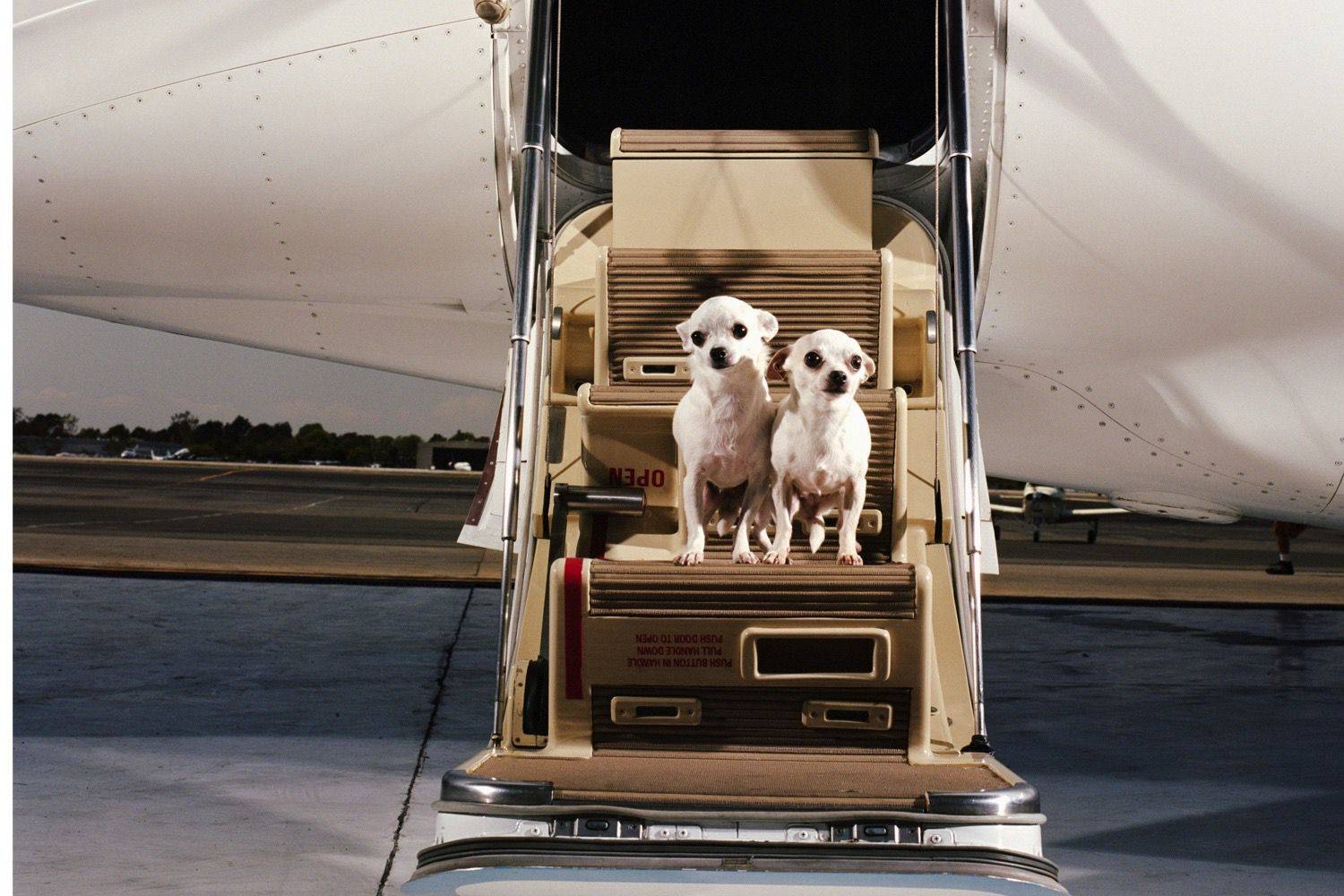 Как перевозить домашних животных в самолете в 2022 году