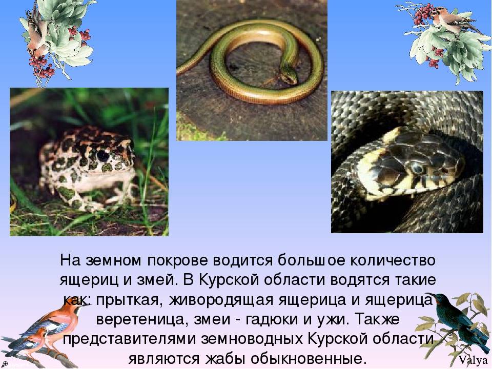 Животные курской области — список, краткое описание и фотографии