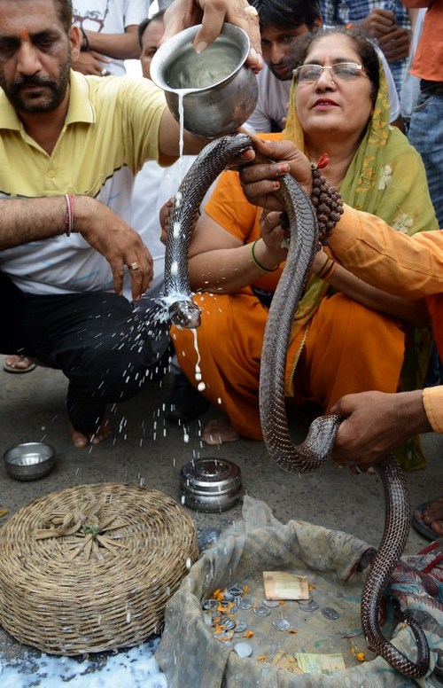 Наг панчами - необычный фестиваль змей в индии