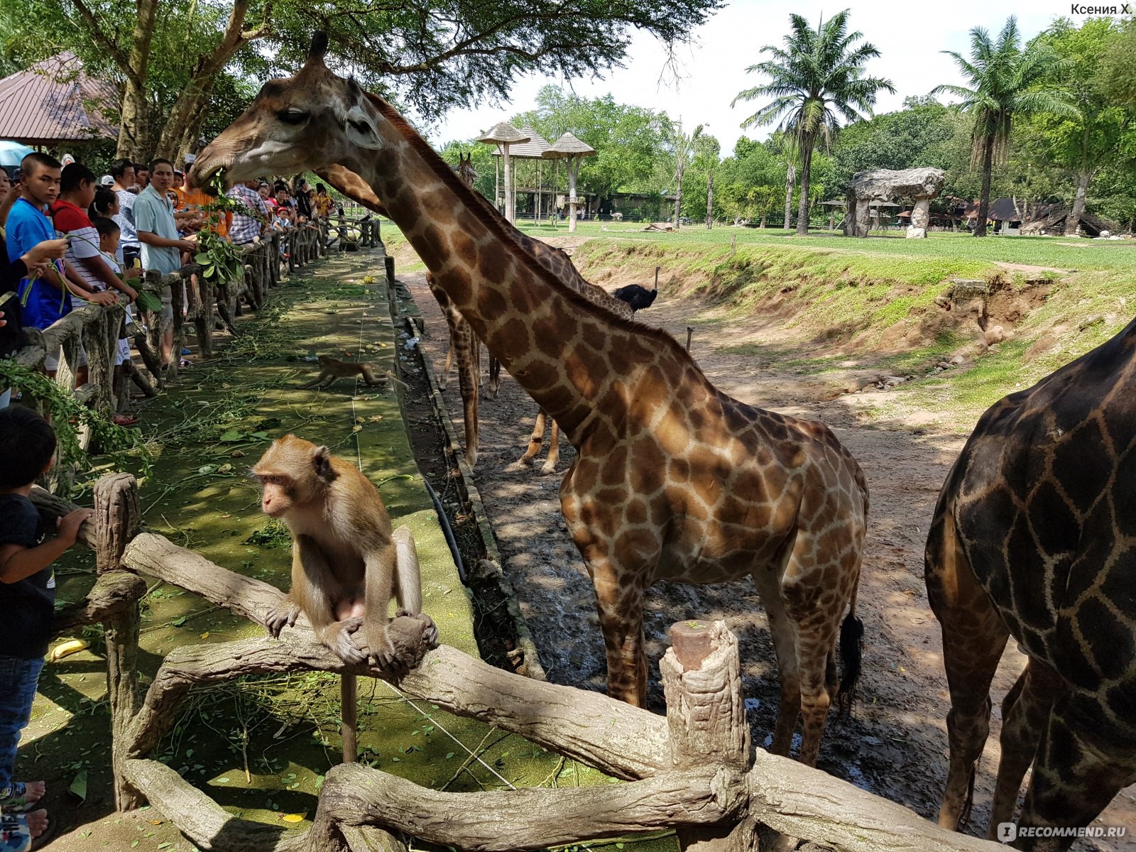 Кхао кхео — отличный открытый зоопарк в паттайе. khao kheow open zoo