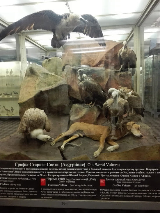 Зоологический музей санкт-петербурга: фото, описание, режим работы, стоимость билетов