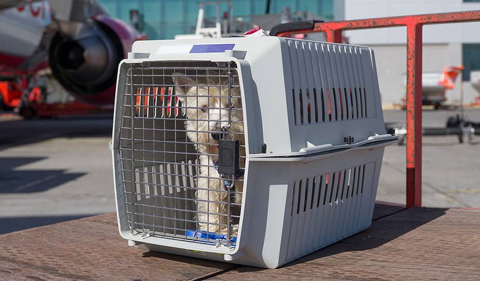 Перевозка животных в самолете в 2023 году: правила перевозки собак, кошек