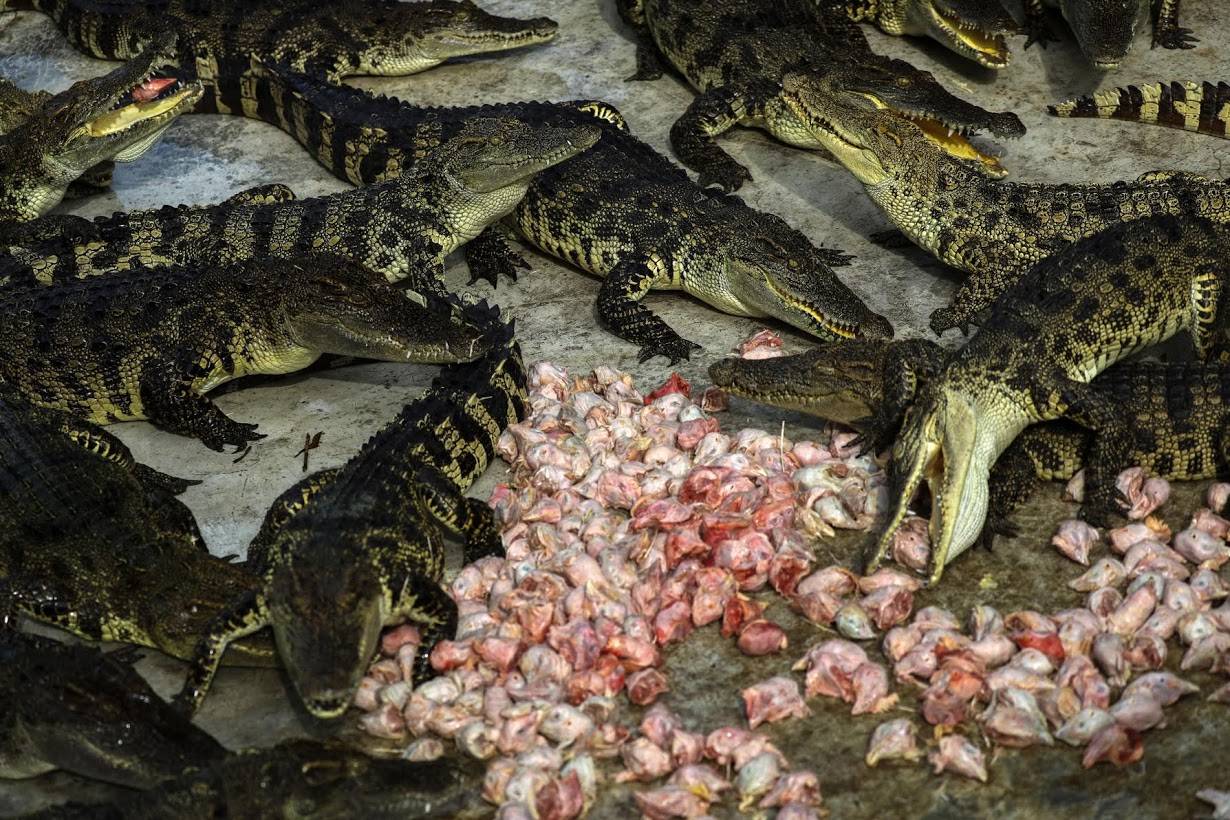 Крокодилы шри-ланки : виды, нападения на людей