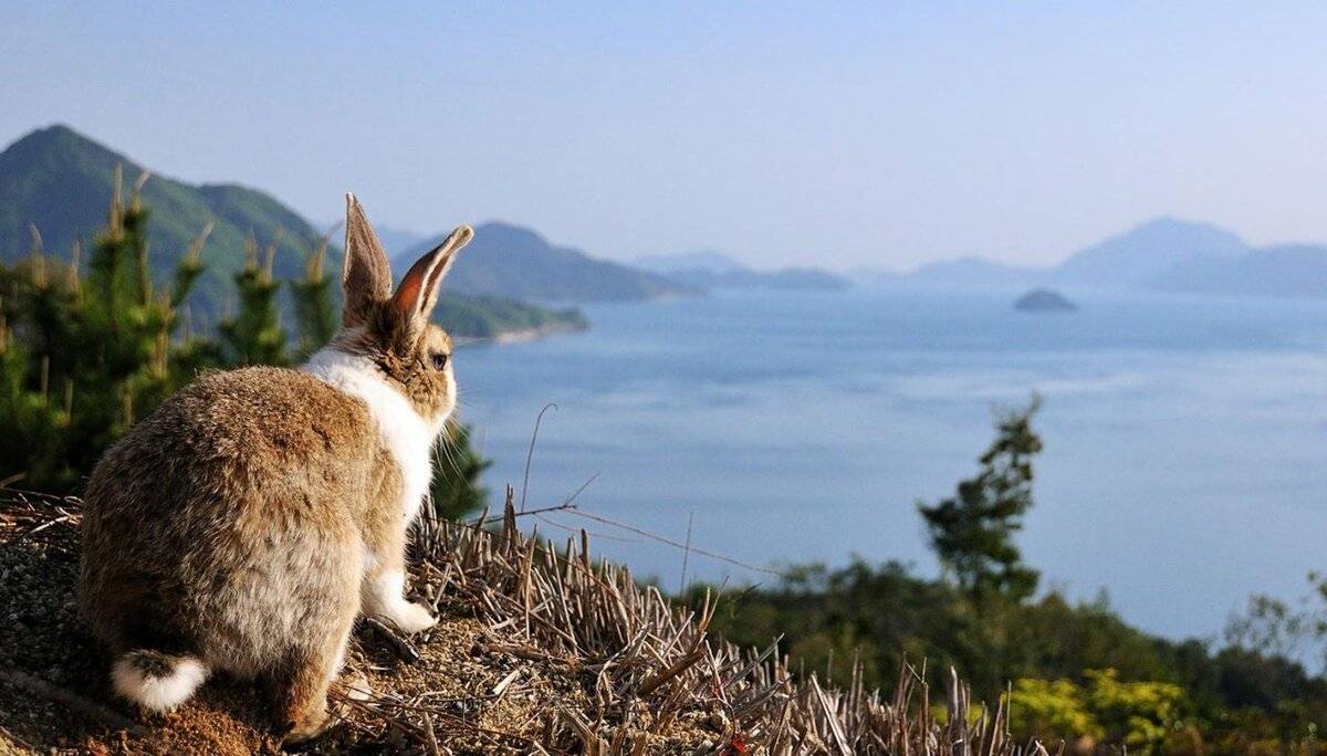 Остров кроликов в японии: фото, окуносима, история, особенности