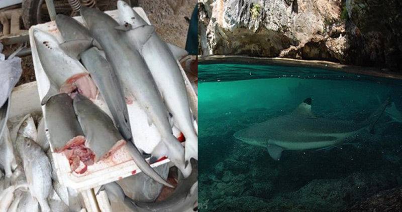 Акулы в таиланде