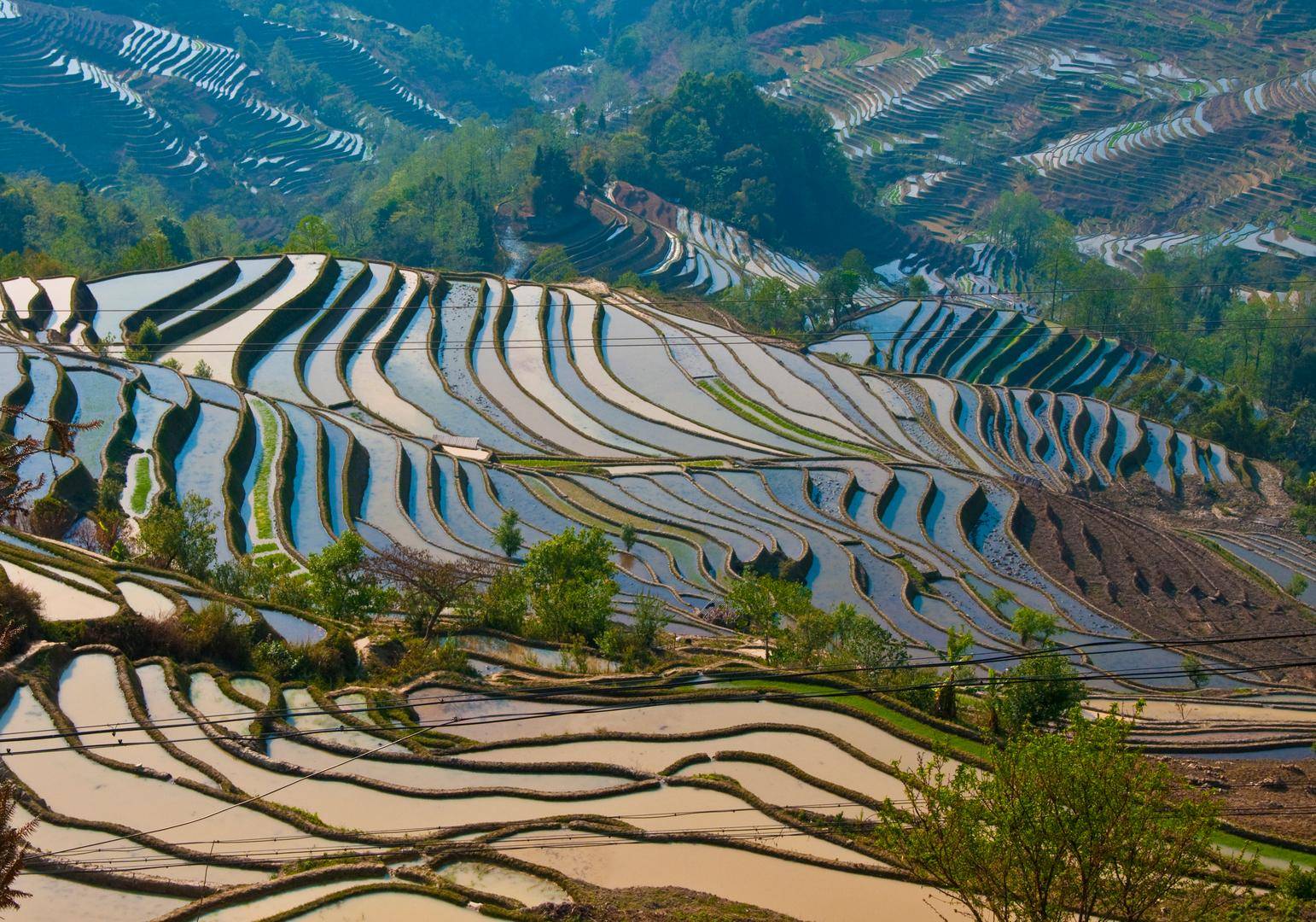 Китай: рисовые террасы / рисовые поля (фото) - cogito planet
