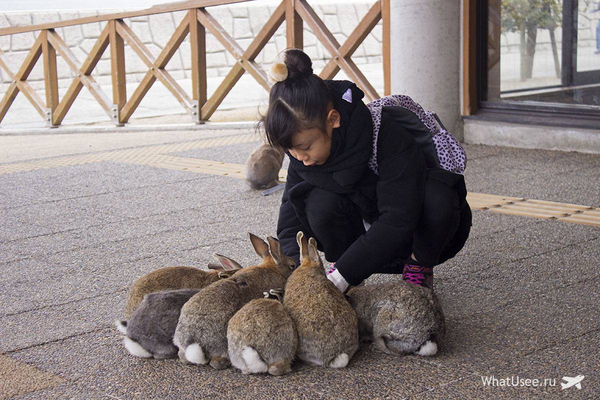 Международный день кролика: особенности празднования в японии | сайт о животных petsfusion.com - клуб любителей домашних животных