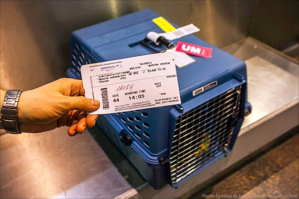 Перевозка животных в самолете в 2021 году: правила перевозки собак, кошек