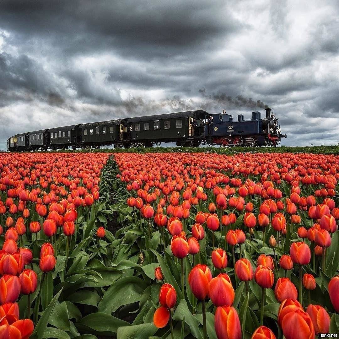 Фото с тюльпанами в поле