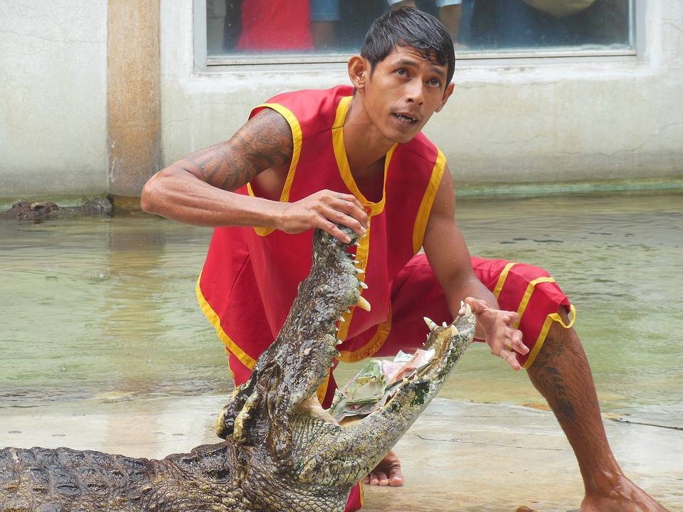 Сиамский крокодил — описание вида, ареал обитания, образ жизни и интересные факты