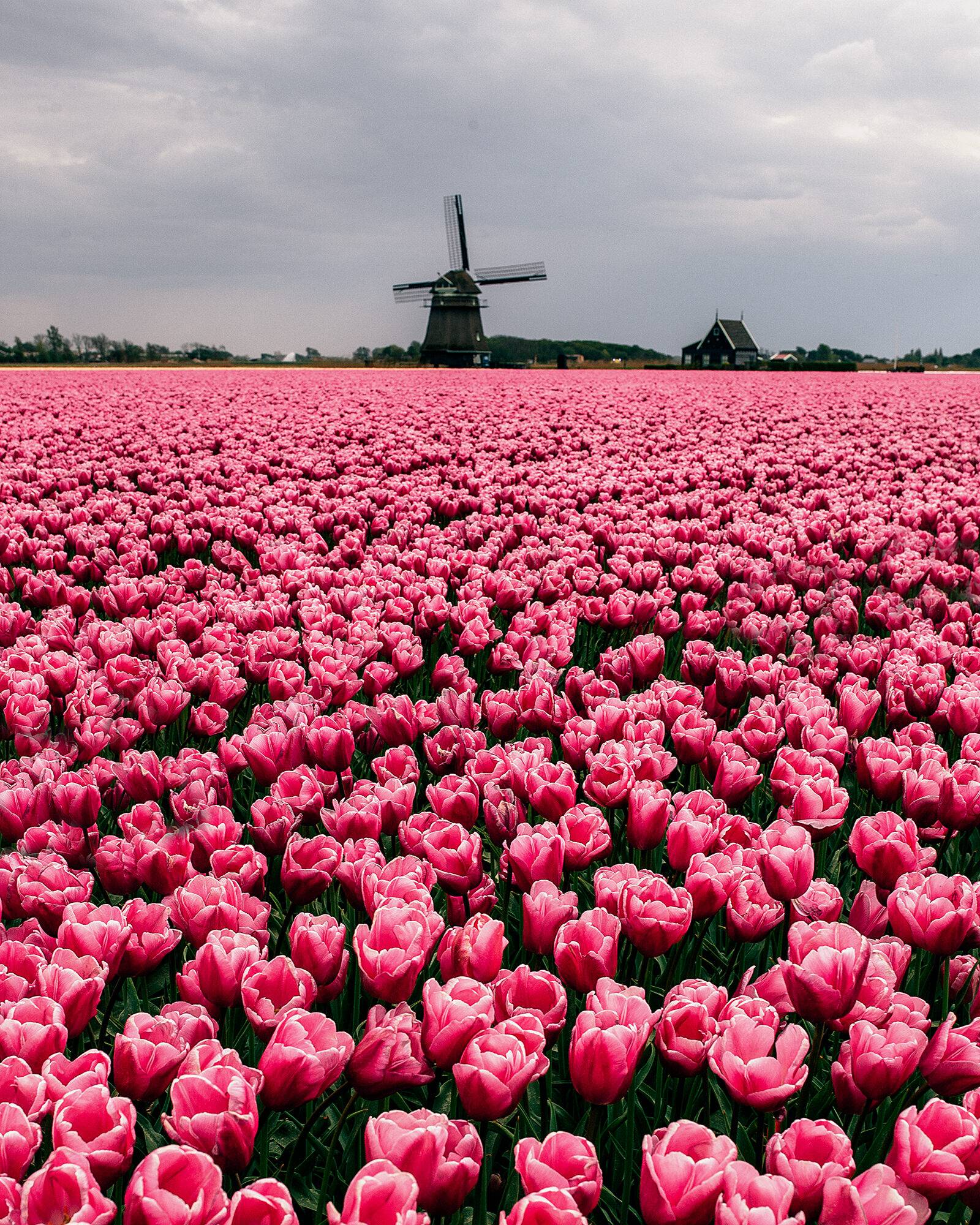 розы в голландии
