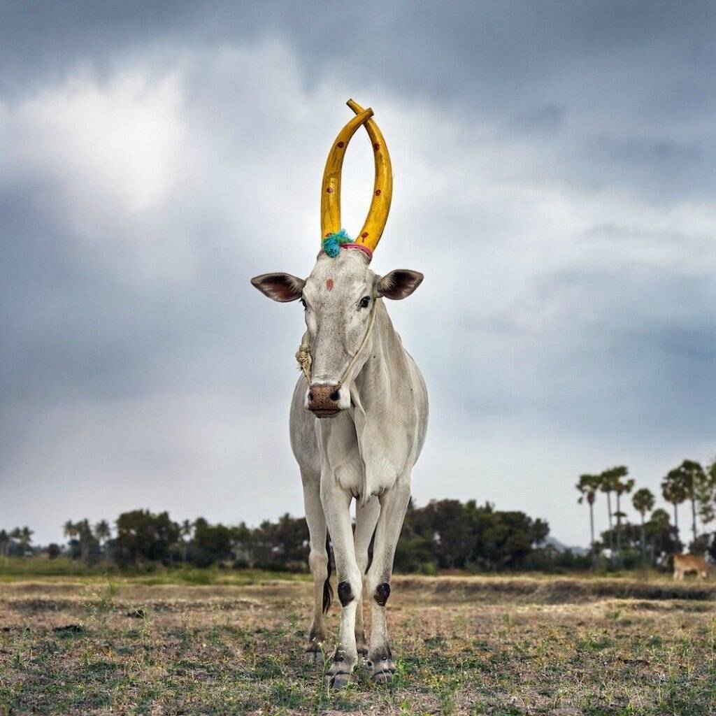 Почему корова – священное животное в индии