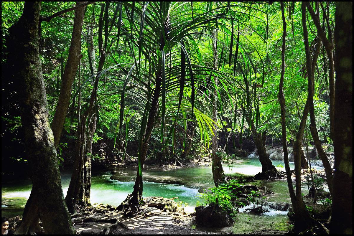 Кухня амазонки | 11 экзотических блюд джунглей • camino distinto travel blog