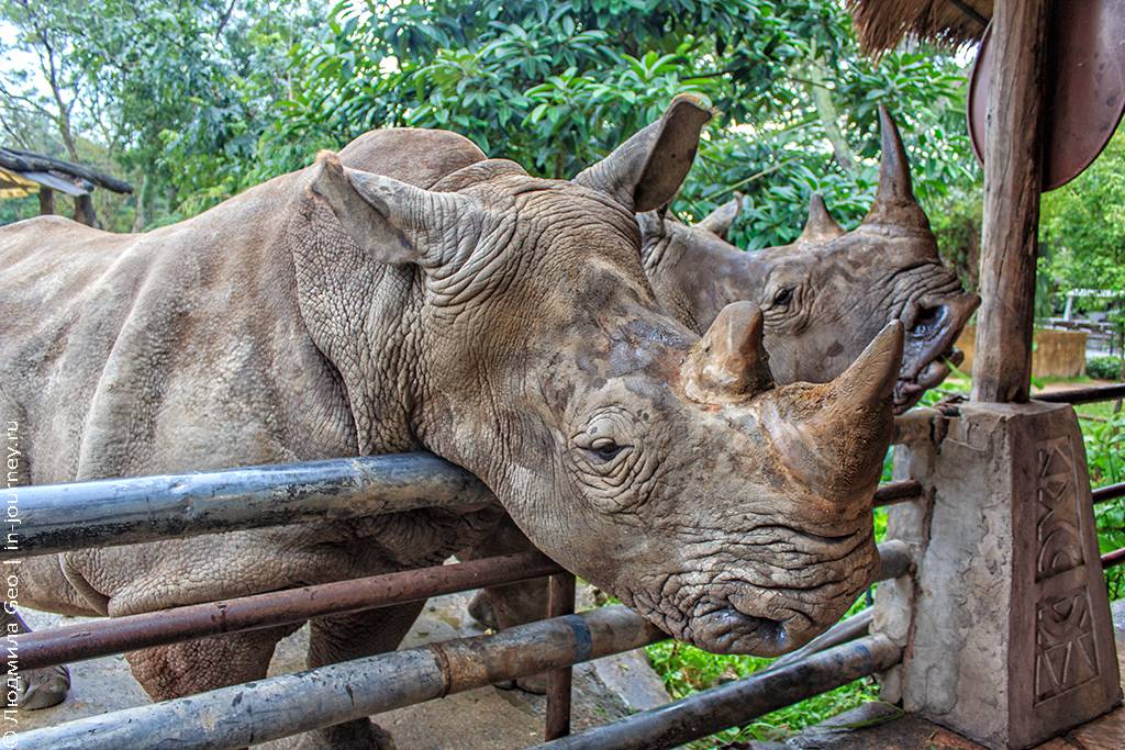 Зоопарк кхао кхео в паттайе | твой путеводитель