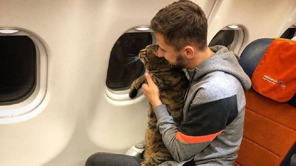 Перевозка животных в самолете в 2021 году: правила перевозки собак, кошек