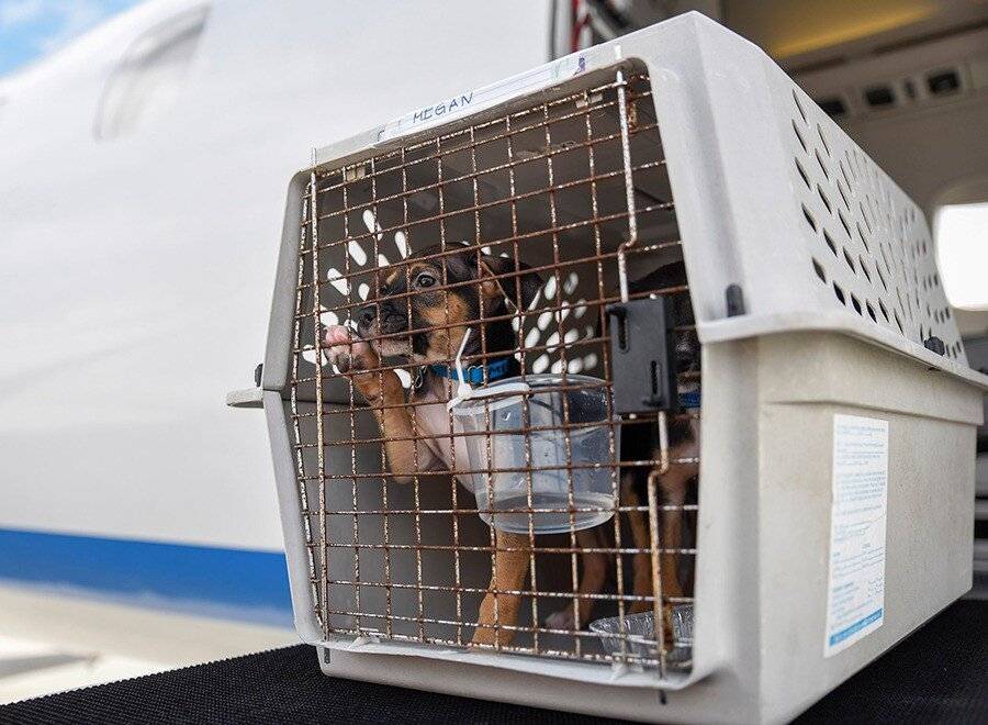 Перевозка животных в самолете победа по россии