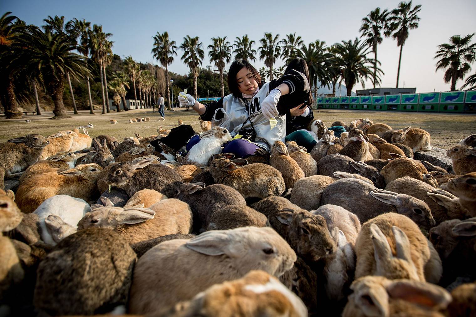 Окуносима — кроличий остров в японии: фото, история, обзор, как добраться до острова
