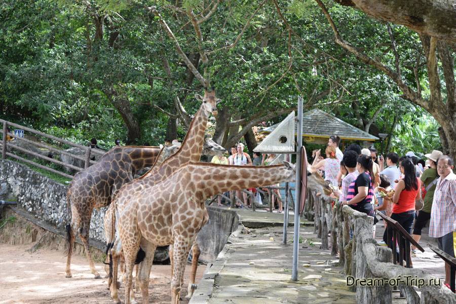 Открытый зоопарк кхао кхео в паттайе (тайланд)