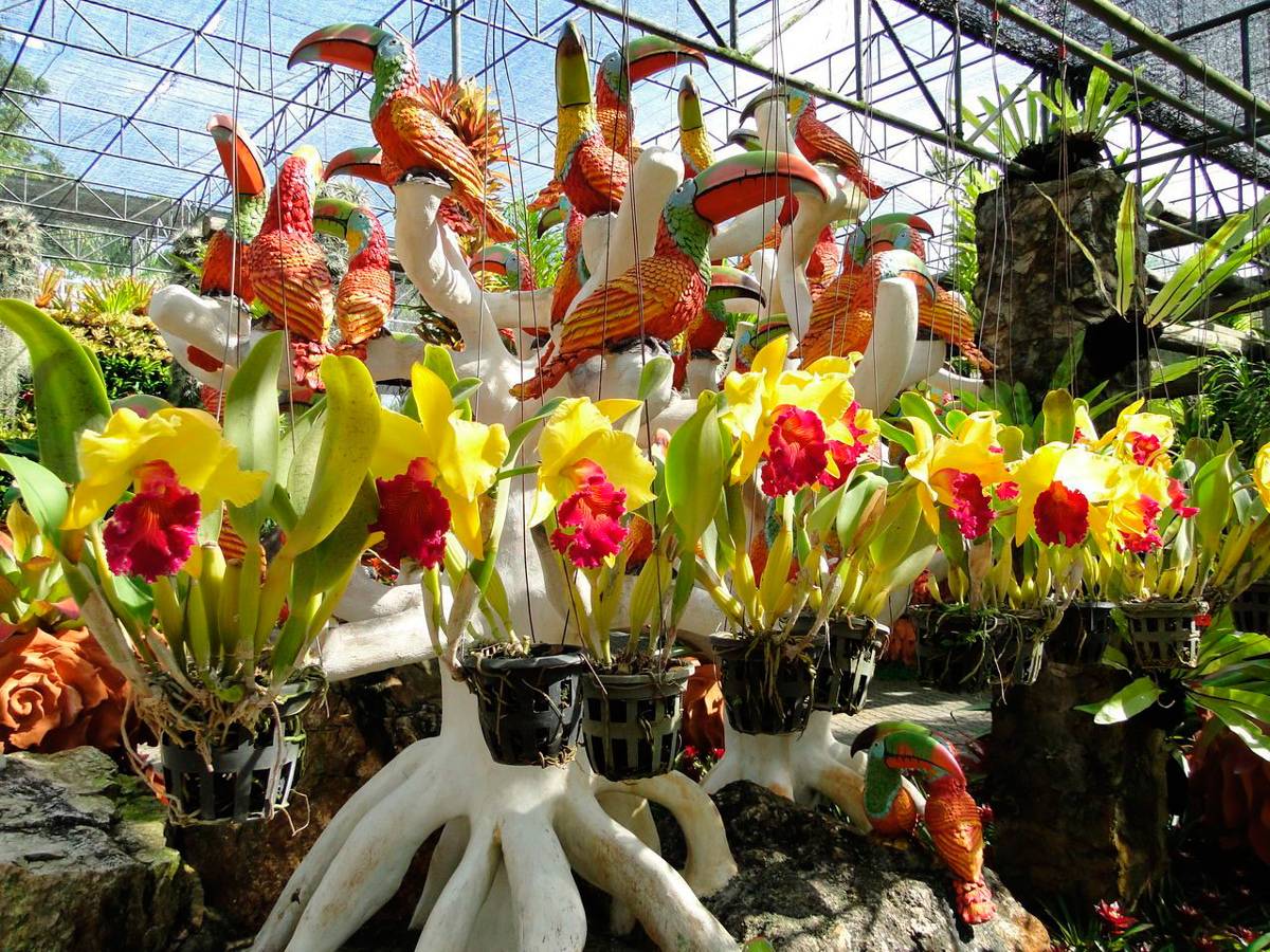 Парк орхидей в паттайе — уникальный комплекс с садом и пагодами