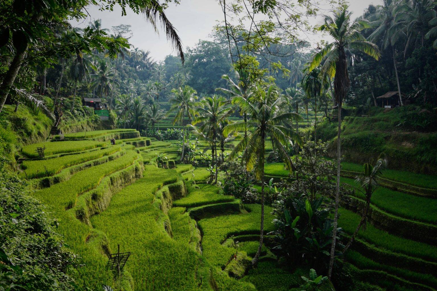 Рисовые террасы тегаллаланг на бали - tegalalang rice terrace в убуде: описание, фото, расположение