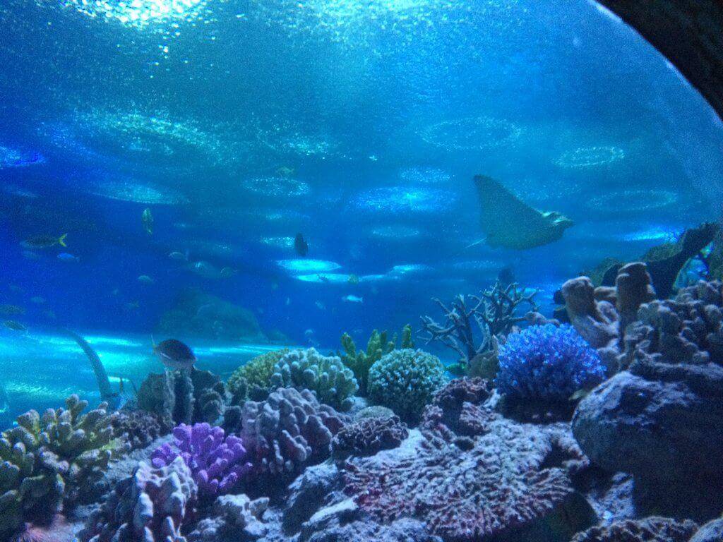 Аквариум монстров в паттайе pattaya monsters aquarium