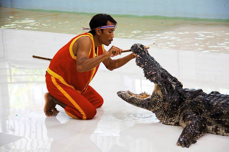 Крокодилы на шри-ланке: виды, размеры, места обитания