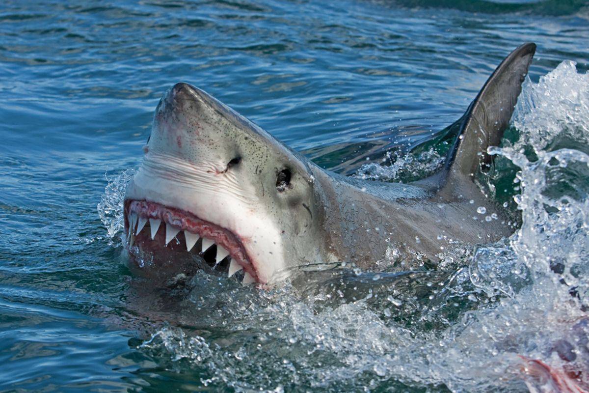 Опасны ли акулы в тайланде — ватдитай