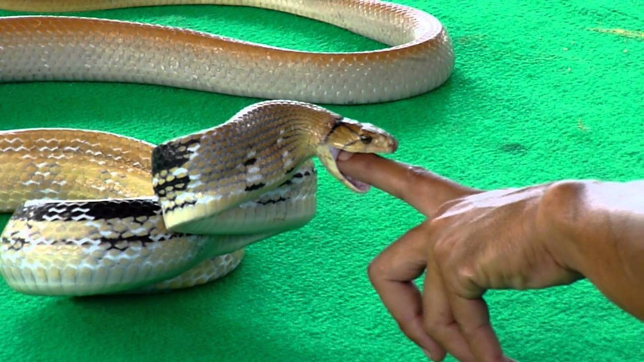Змеи тайланда фото