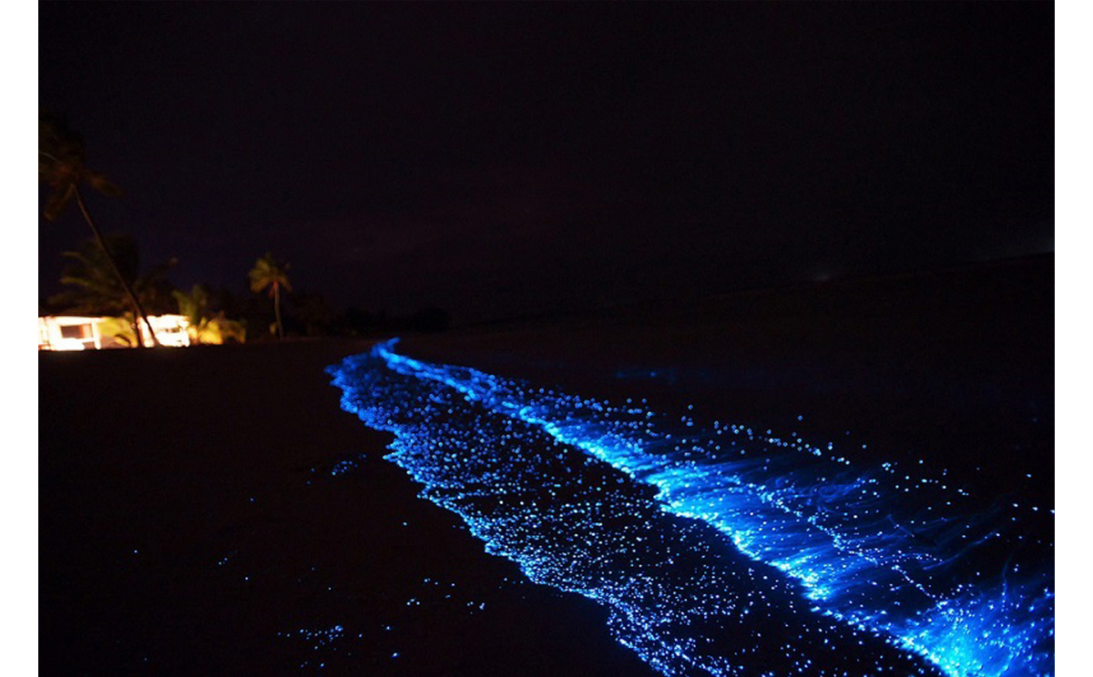Светящийся планктон (мальдивские острова). уникальный пляж, который светится ночью
