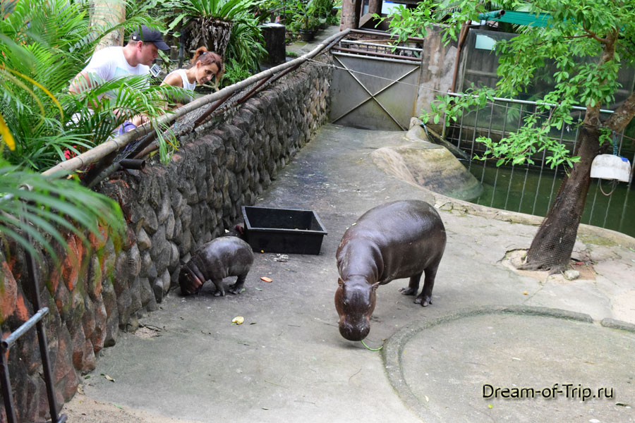 Кхао кхео зоопарк в паттайе — сафари в центре страны.