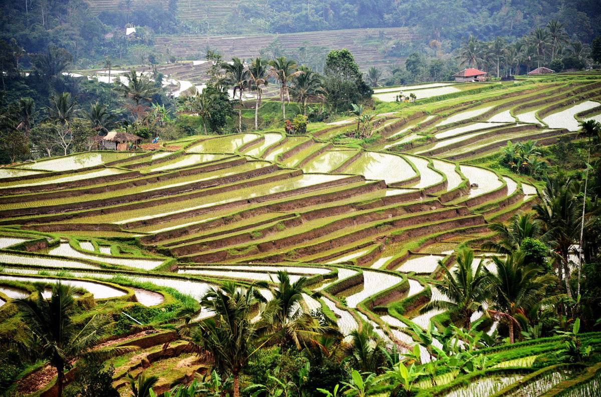 Что представляют собой рисовые поля и террасы на острове бали