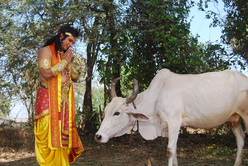 Индийская корова. почему корова — священное животное в индии
