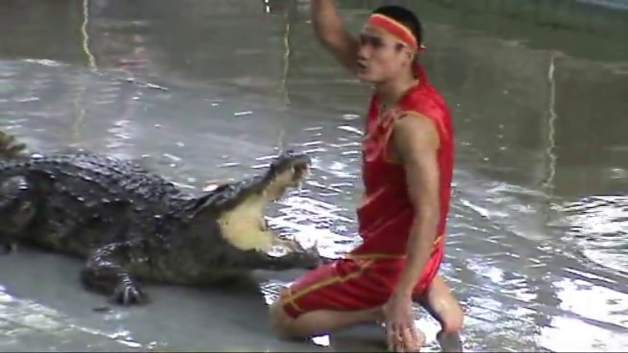 Сиамский крокодил — добродушная рептилия на грани исчезновения
