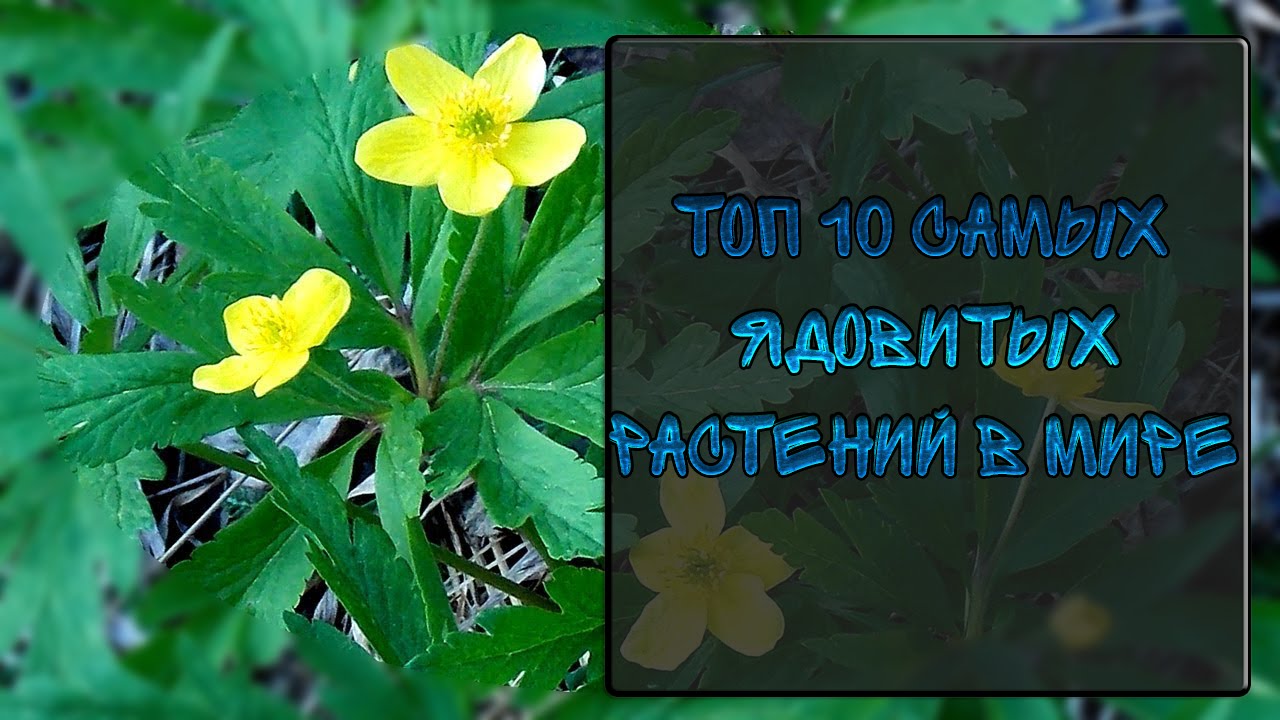 Самые ядовитые растения в мире