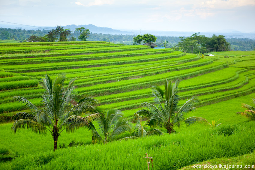 Топ-12 удивительно красивых рисовых террас мира