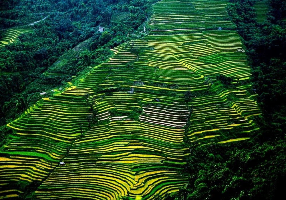 Рисовые террасы honghe hani - honghe hani rice terraces