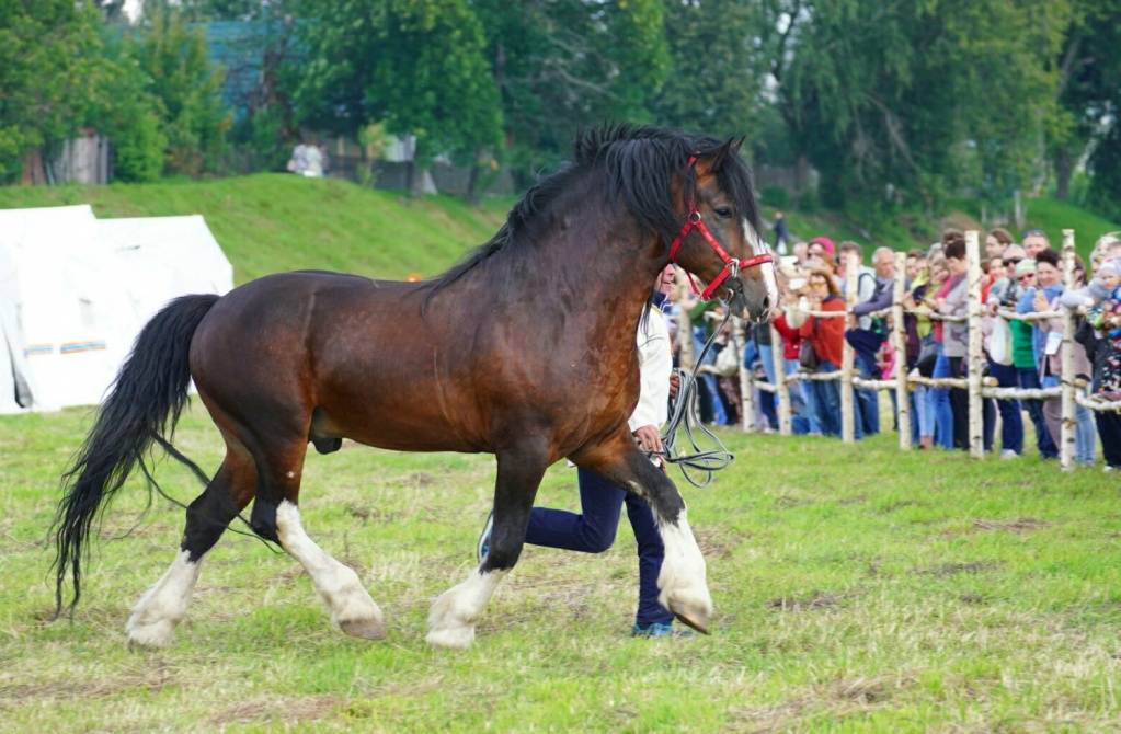 Порода лошадей владимирский тяжеловоз: история, экстерьер, рабочие качества и содержание