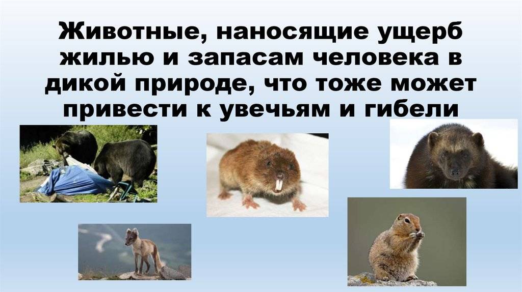 Памятка поведения при встрече с дикими животными | новости района | русская версия
