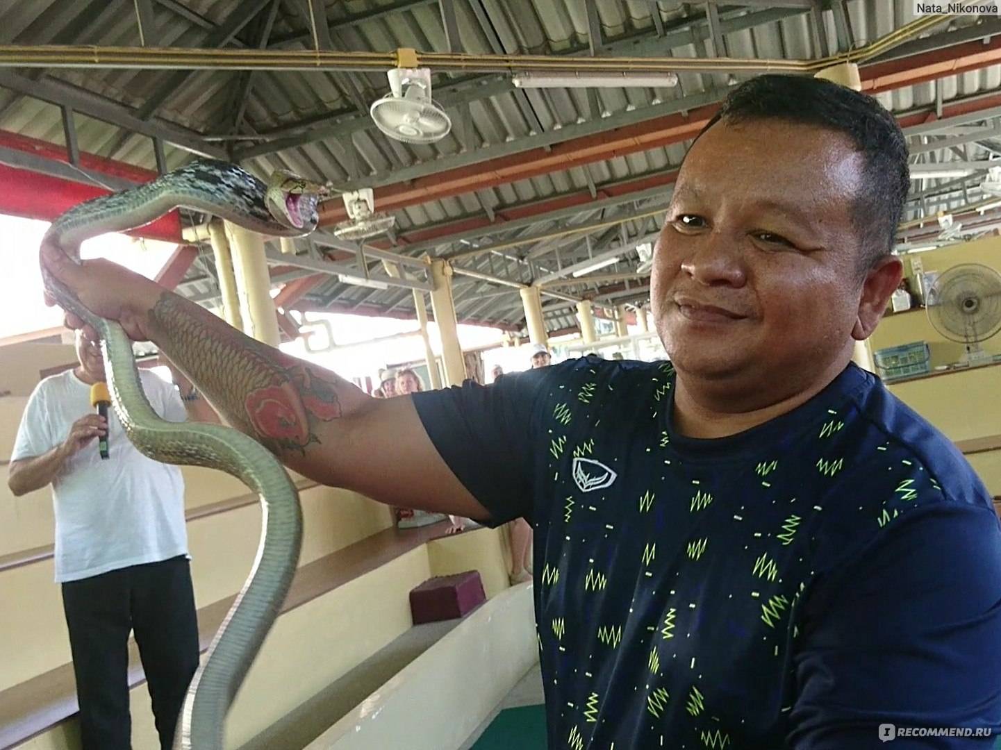 Змеиная ферма на пхукете (phuket snake show): цены, режим работы, шоу, магазин, как добраться