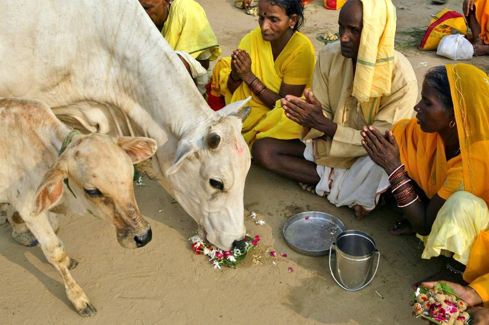Традиции индии: почему в этой стране корова признана священным животным?