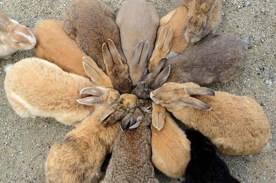 Остров кроликов, деревня лисиц и город оленей в японии