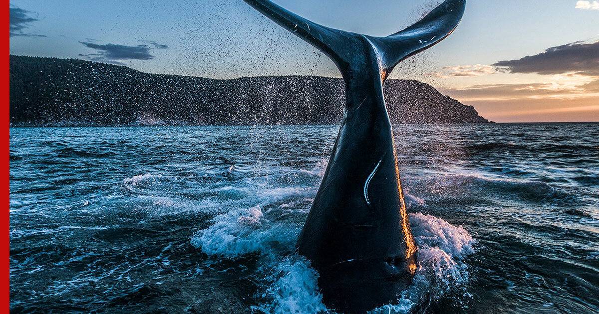 16 самых невероятных мест для наблюдения за китами в мире