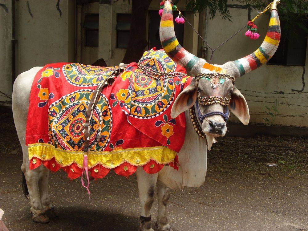 Почему в индии корова считается священным животным?