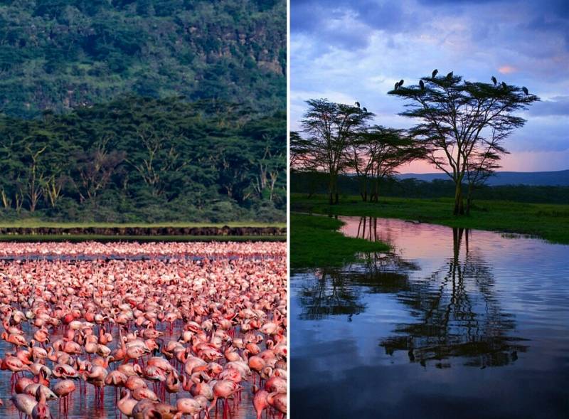 Благодаря чему озеро накуру розовое. розовые фламинго озера накуру в кении